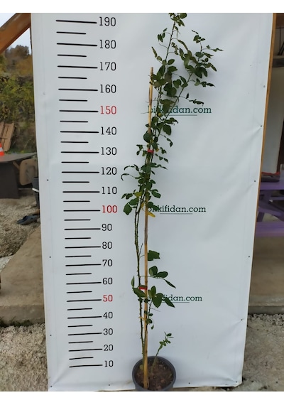3 Yaş Isparta Sarmaşık Gül