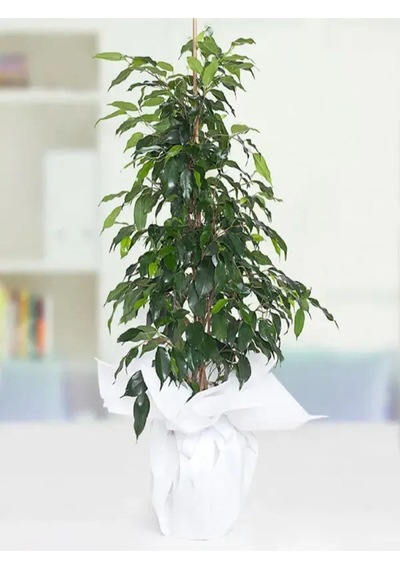 Nura Botanik Benjamin Bitkisi 100 120 Cm Ficus Benjamina Danielle Salon Ev Ofis Bitkisi