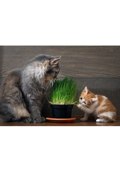 Kedi Çimi Tohumu 50 GRam Tohum Çim Tohumu + Saksı Toprak