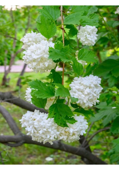 Kartopu Çiçeği Tüplü 1 Adet Tüplü/ Saksılı 30-55 Cm Dış Mekan Bitkisi Viburnum Opulus