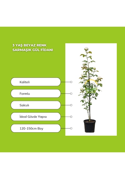 3 Yaş Beyaz Renk Sarmaşık Gül Fidanı