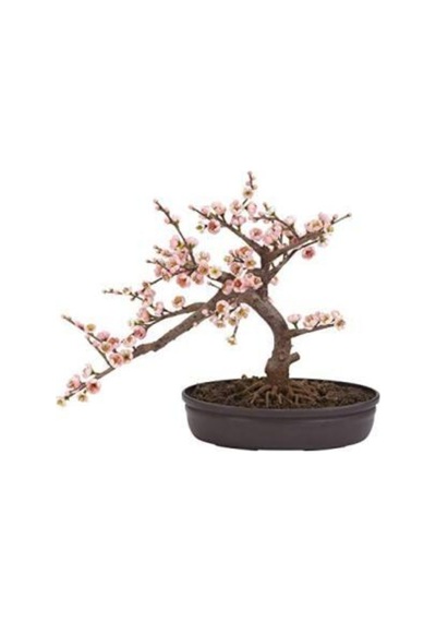 Ithal Cherry Blossom Bonzai Ağacı Tohumu Ekim Seti