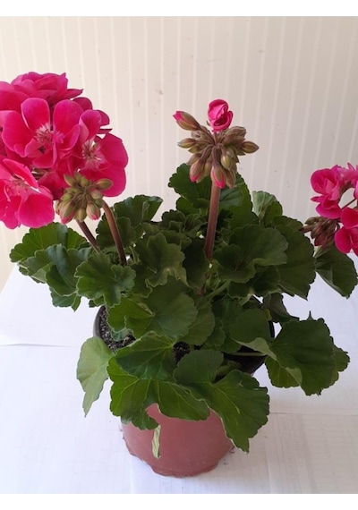 1 Adet Sardunya Çiçeği + 1 Adet Ceylan Gözü Fidanı 10-20 Cm