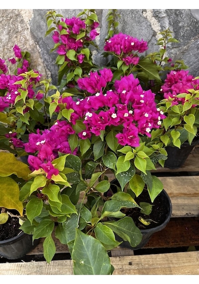 Begonvil Fidanı 40-60 Cm - Fuşya Bougainvillea