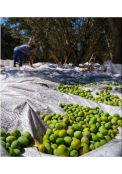 Zeytin Sergeni 6 X10 Zeytin Hasat Örtüsü Overloklu Zeytin Sergisi