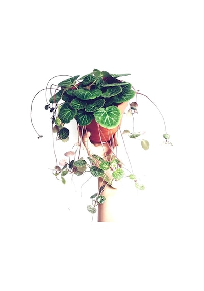 Gelin Teli Çiçeği – Begonia Saxifraga (Askılı Saksıda)