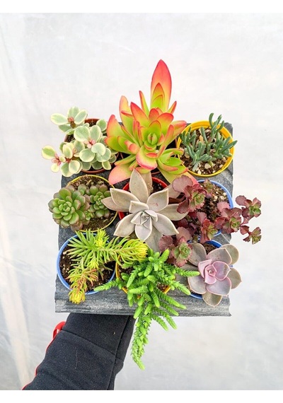 Nura Botanik 9 Adet Farklı Renkli Özel Çeşit Sukulent 5.5 Cm Saksıda