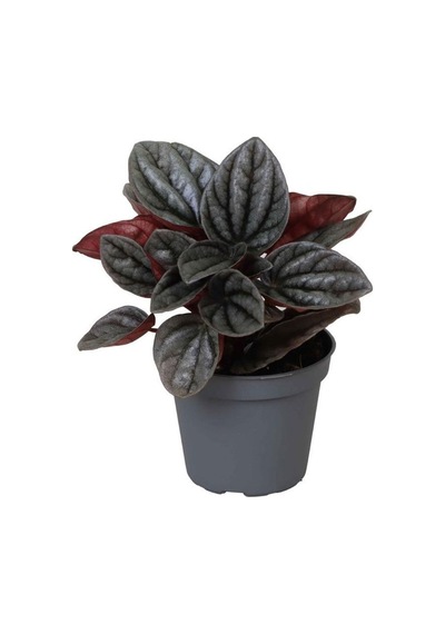 Peperomia Caperata 'Caracas' (Zümrüt Dalgası Çiçeği) Ø5,5 CM Y0-10 CM