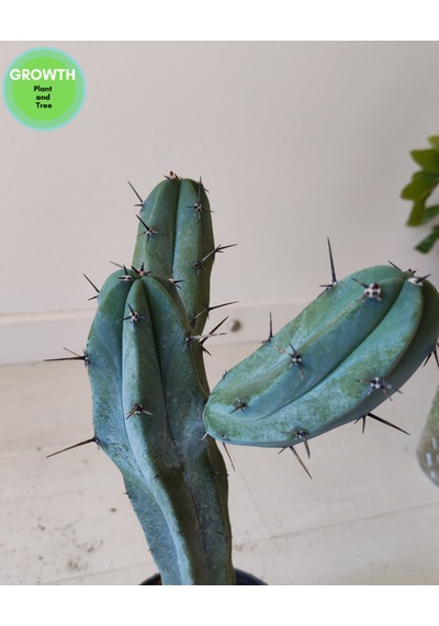 Blue Myrtle İki Kollu Kaktüs 1 Adet