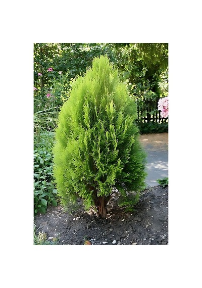 Doğu Mazı Çamı 150 Cm Boyunda