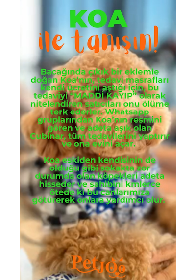 Petjoo 14.Koa Turuncu-Yeşil Qr'lı Köpek Künyesi