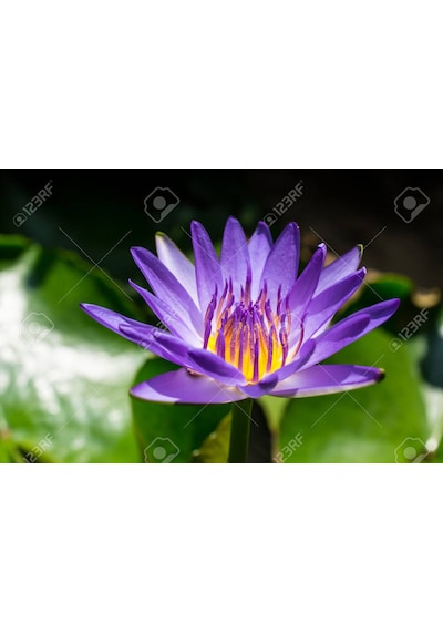 10 Adet Tohum Kaliteli Organik Mor Lotus Çiçeği Tohumu Hediye Toh