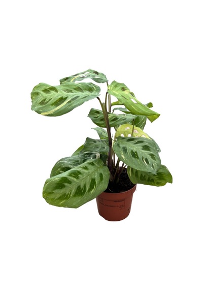 Maranta Leuconeura Kerchoveana 'variegata'