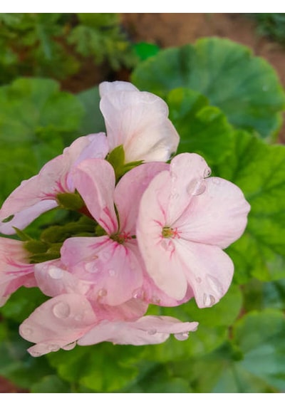 Videolu Açık Pembe Sardunya Çiçeği 1 Adet Saksılı 20-40 Cm Balkon Bitkisi Pelargonium Peltatum