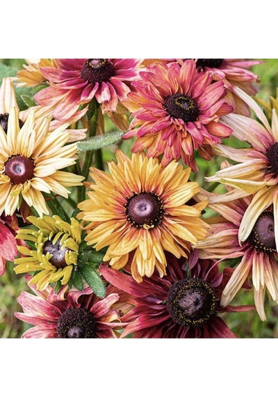 10 Adet Sahara Rubeckia Mix Tohumu