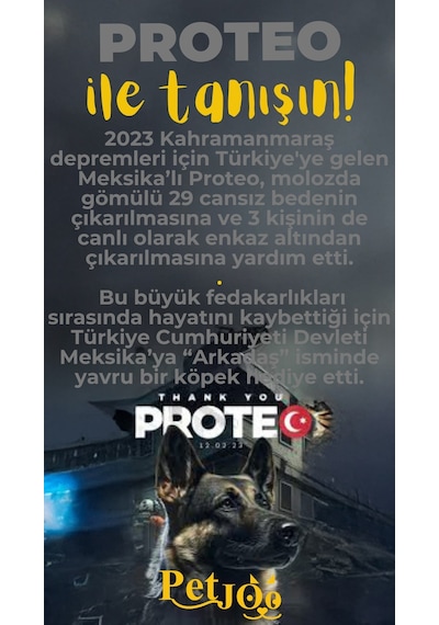 Petjoo 24.Proteo Sarı-Gri Qr'lı Köpek Künyesi