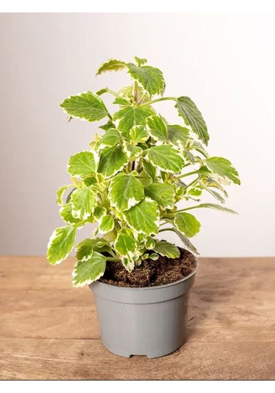 Kokulu Ve Sarkıcı Yeşil Benjamin Çiçeği 1 Adet Saksılı 10-20cm