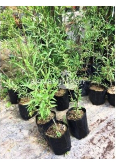 10 Adet Goji Berry Fidanı Nq7 Tüplü 30 Cm 12 Ay Dikim
