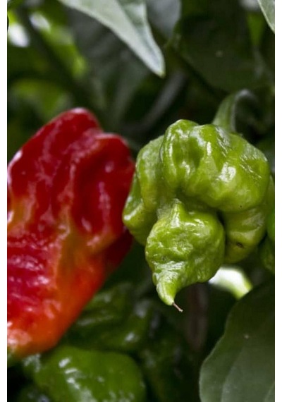 Tohum Dünyam Dünyanın En Acısı Trinidad Scorpion Biber Tohumu / 10+ Adet Tohum