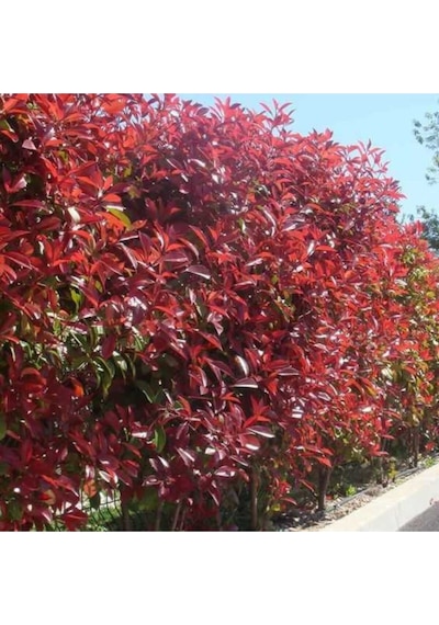 Tüplü Alev Çalısı Photinia Red Robin 30 40 Cm
