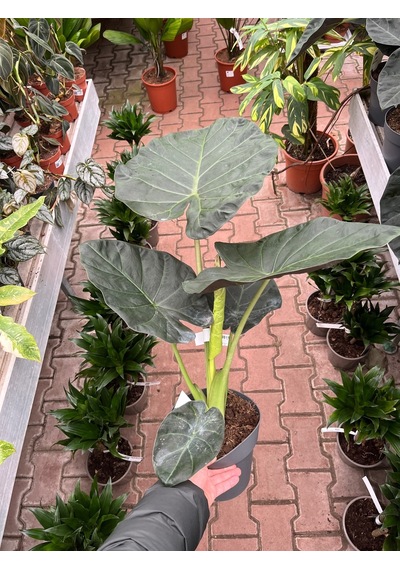 Alocasia 'Regal Shield' (Fil Kulağı) Ø14 CM Y40-45 CM