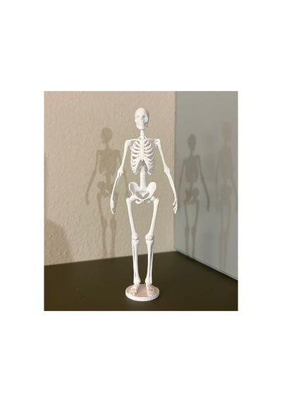 İnsan İskelet Kemiği Anatomisi Maketi Tıp Ve Eğitim İçin 3d Baskı Masaüstü Dekoratif Model