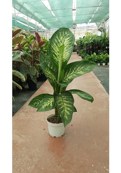 Difenbahya - Dieffenbachia Tropic Snow 60-70cm
