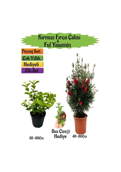 Kırmızı Fırça Çalısı+kokulu Ful Yasemin+buz Çiçeği Peyzaj Seti