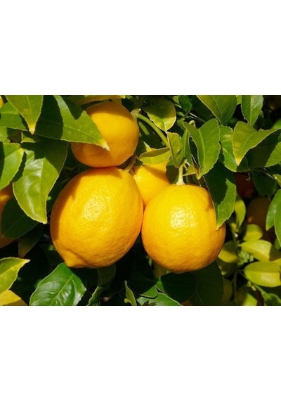 3 Yaşlı Şeker Tatlı Limon Fidanı