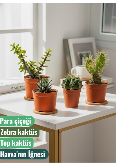 4 Adet Canlı Kaktüs - Para Çiçeği- Zebra Kaktüs - Top Kaktüs- Havva'nın İğnesi 4