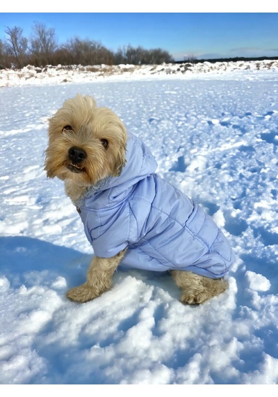 Baby Blue Comfy Köpek Montu, Köpek Ceketi, Köpek Dış Giyim