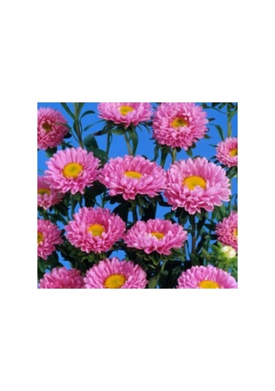 Pembe Kasımpatı Çiçeği Tohumu - 5 Tohum