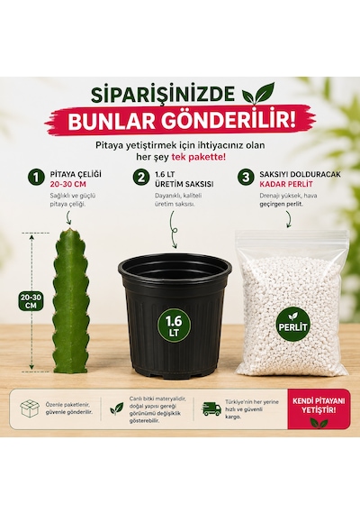Kendi Pitayanı Yetiştir Ejder Meyvesi Başlangıç Seti 20-30 Cm Çelik + 1,6 L Saksı + Perlit