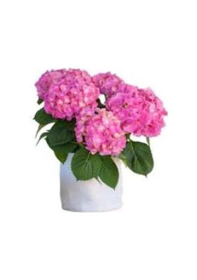 Pastel Pembe Ortanca Fidanı 10-30 Cm Hydrangea Macrophylla