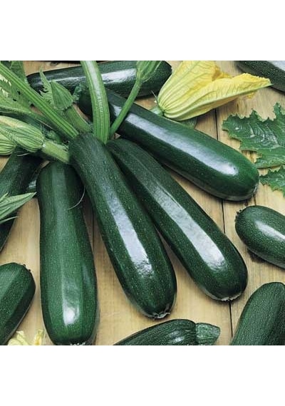 10+ İtalyan Zucchini Kabak Tohumu N112213