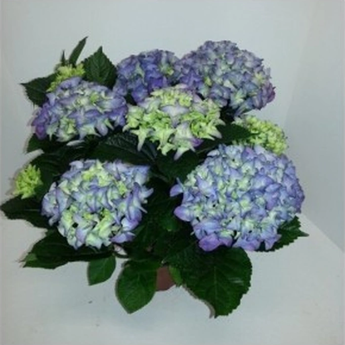 Ortanca Hydrangea Macrophylla Mavi 10- 20 Cm