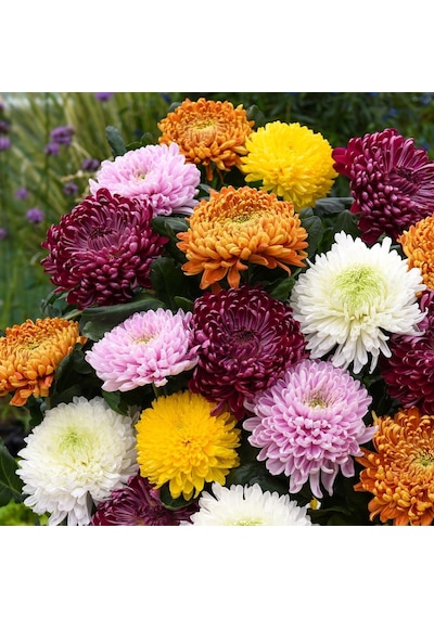 Kasımpatı Krizantem Chrysanthemum Kırmızı 5 Adet