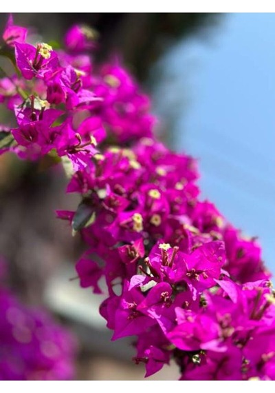 Fuşya Begonvil Çiçeği Fidesi 60-110 Saksılı Çiçekli Bodur Bitkiler Bougainvillea Seedling