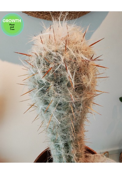 Oreocereus Trollii Kaktüs 1 Adet