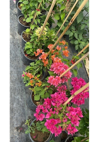 Begonvil Gelin Tacı Bougainvillea