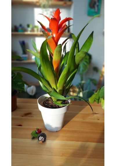Guzmania Lingulata - Scarlet Star 303