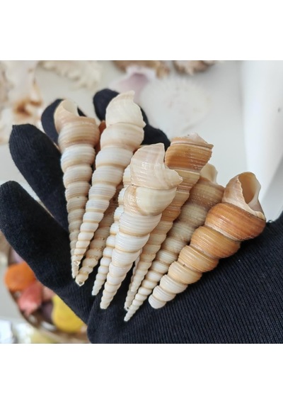 Tr Deniz Kabukları :krem Minare / 10 Adet / 5-10 Cm Diğer