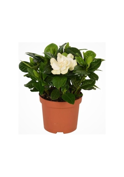 Gardenya Gardenia Jasmionides Ev Ofis Salon Bitkisi 10-20 Cm