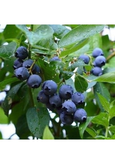 Mavi Yaban Mersini Meyve Fidanı 50-60cm "vaccinium Myrtillus"