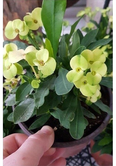 Biorganix Dikenler Tacı Japon Iğnesi Euphorbia Milii Sarı