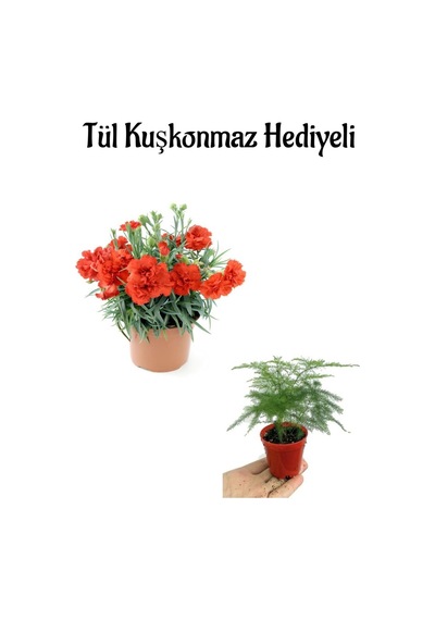 Anneler Gününe Özel Hediyelik Kırmızı Renk Karanfil Çiçeği Tül Kuşkonmaz