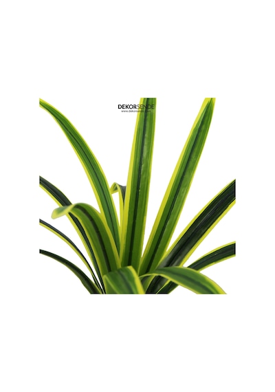 Yapay Bitki Drasena Dracena Demet Sarı Yeşil 50 Cm