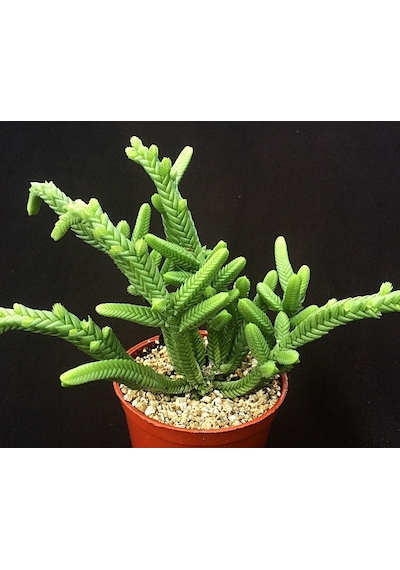 Prenses Çamı - Crassula Muscosa 50 Adet