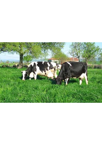 RyeGRass Süt Otu Tohumu Rye GRass ReyGRass 20 KG
