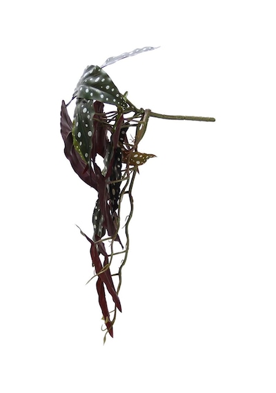 Yapay Fil Kulağı Sarmaşık Demeti 55 cm